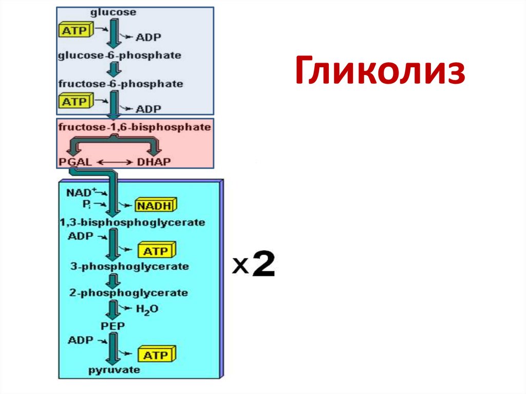 Процесс гликолиза