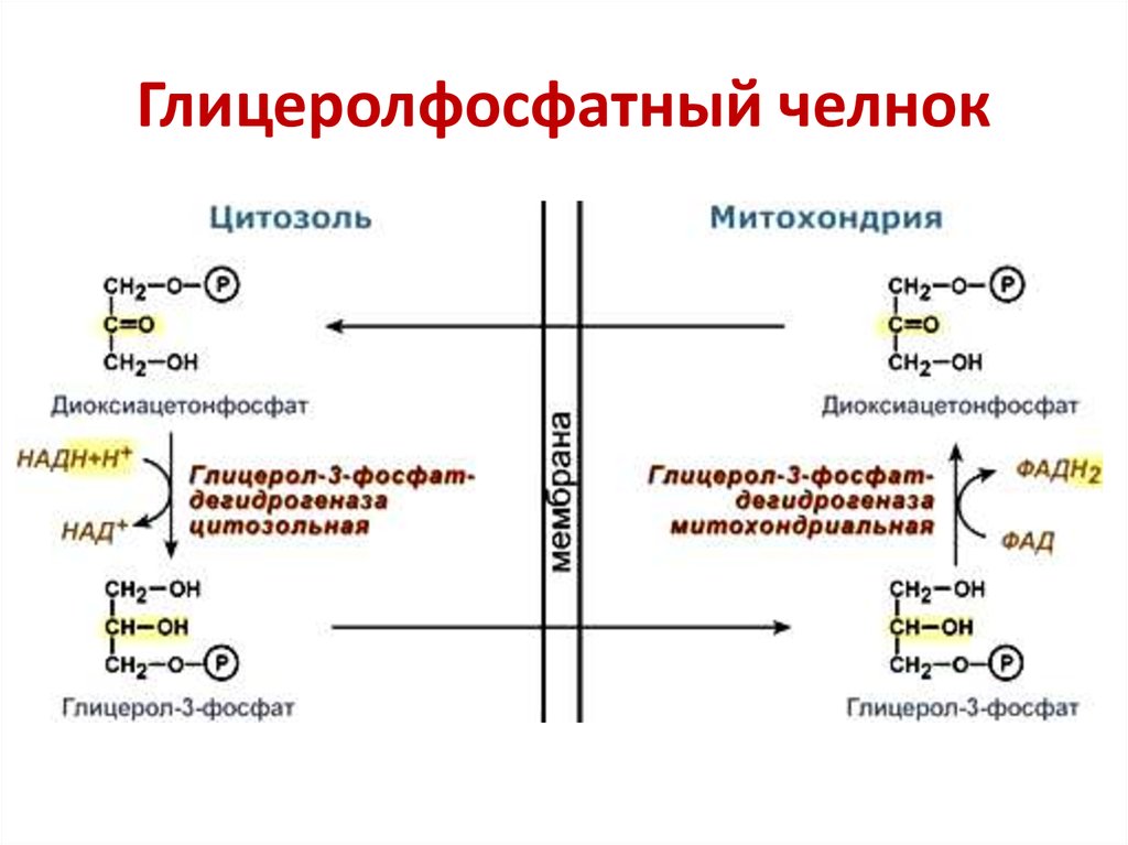 Всасывание углеводов презентация