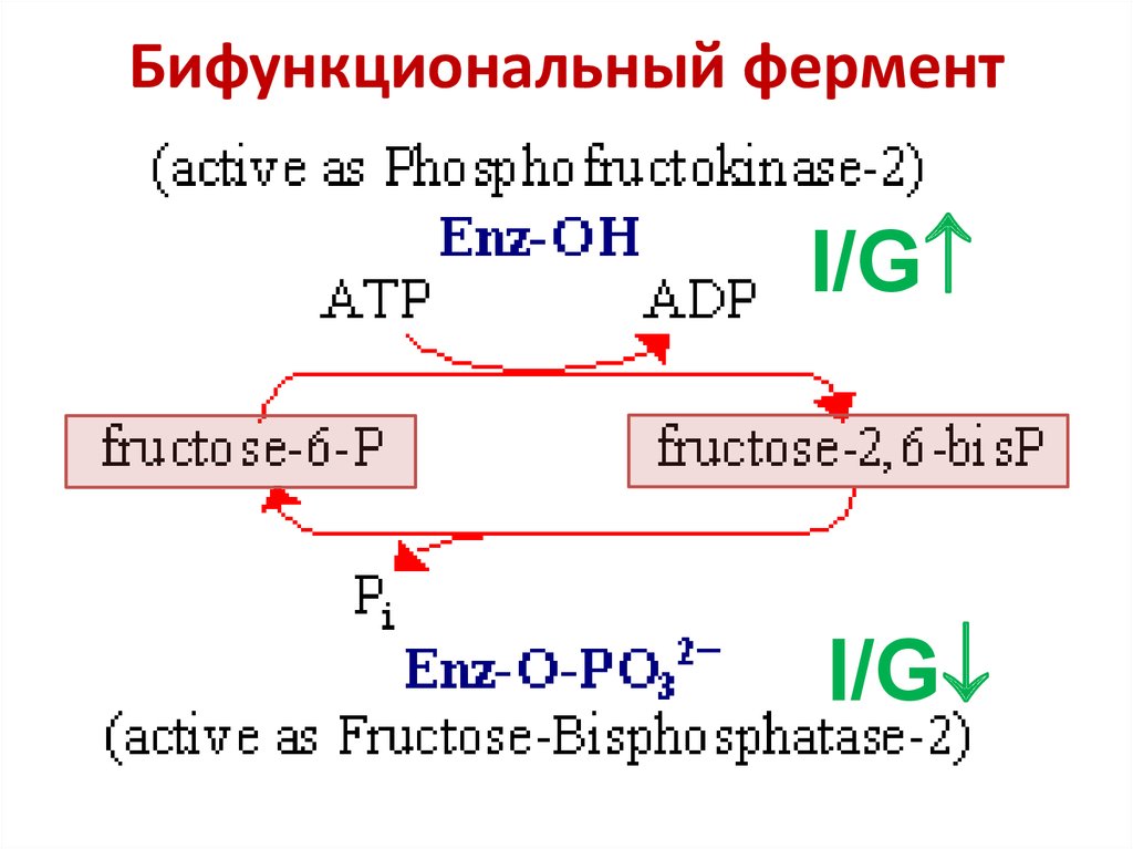 Бифункциональный фермент