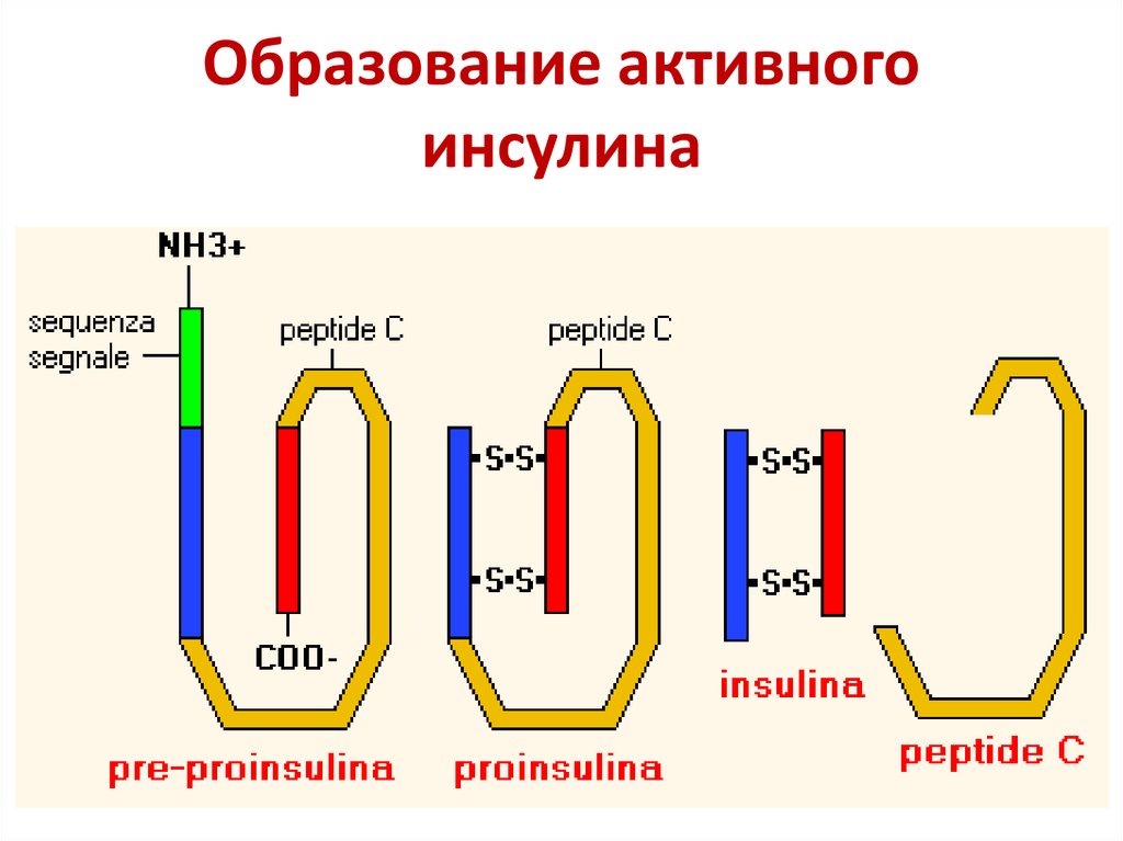 Образование активного инсулина