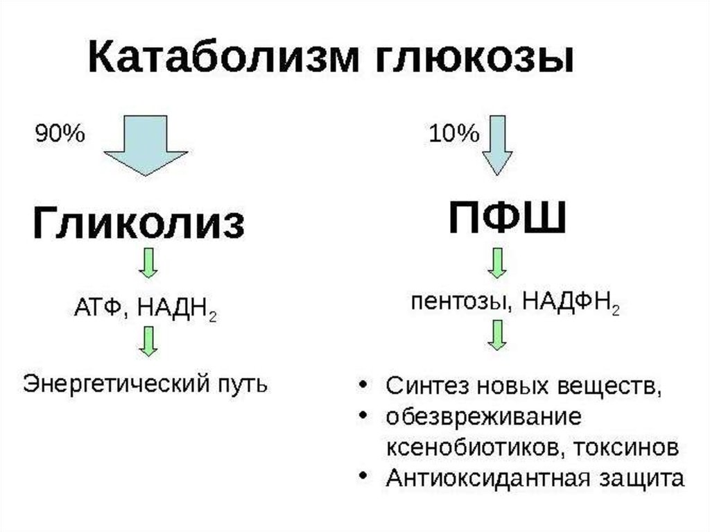 Катаболизм это. Катаболизм Глюкозы и образование АТФ. Общий путь катаболизма Глюкозы. Прямой и непрямой путь катаболизма Глюкозы. Катаболизм Глюкозы биохимия АТФ.