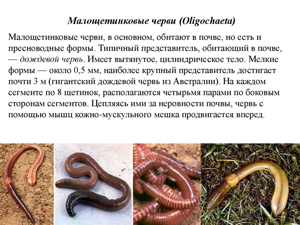 Сообщение о червях. Почвенные Малощетинковые черви. Малощетинковые олигохеты. Малощетинковых кольчатых червей. Oligochaeta (Малощетинковые черви).