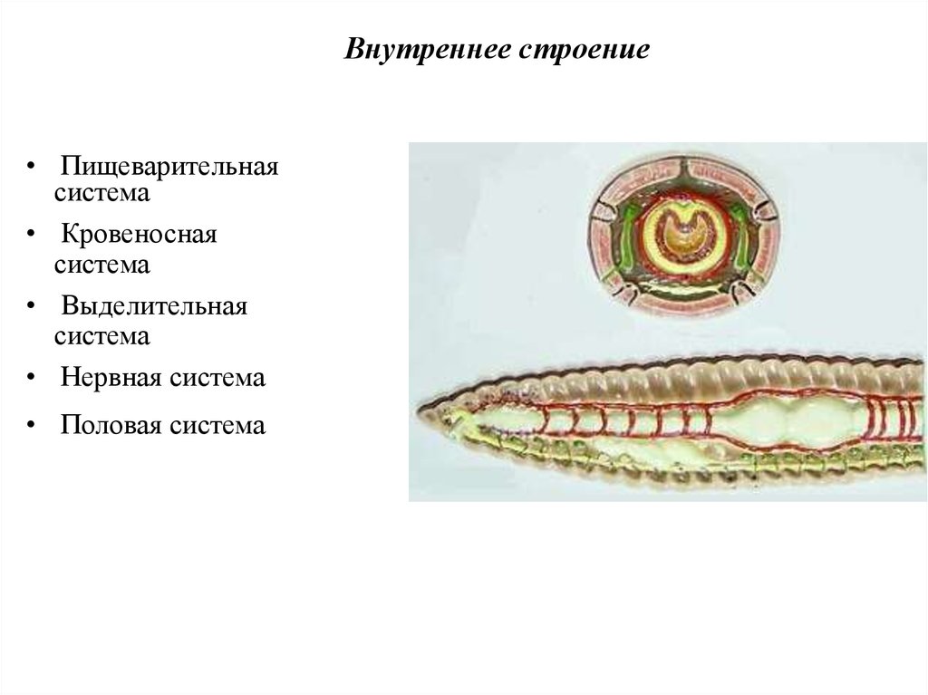 Строение пищеварительной системы кольчатых червей. Пищеварительная система выделительная система нервная система. Выделительная система кольчатых червей. Кровеносная система кольчатых червей.