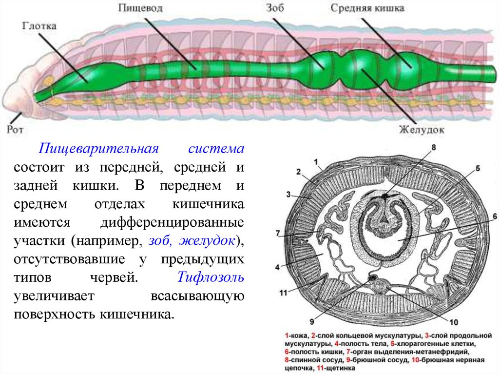 Строение пищеварительной системы червя. Строение кольчатого червя в разрезе. Поперечное строение кольчатого червя. Схема вскрытия кольчатого червя. Кольчатые черви продольный разрез.