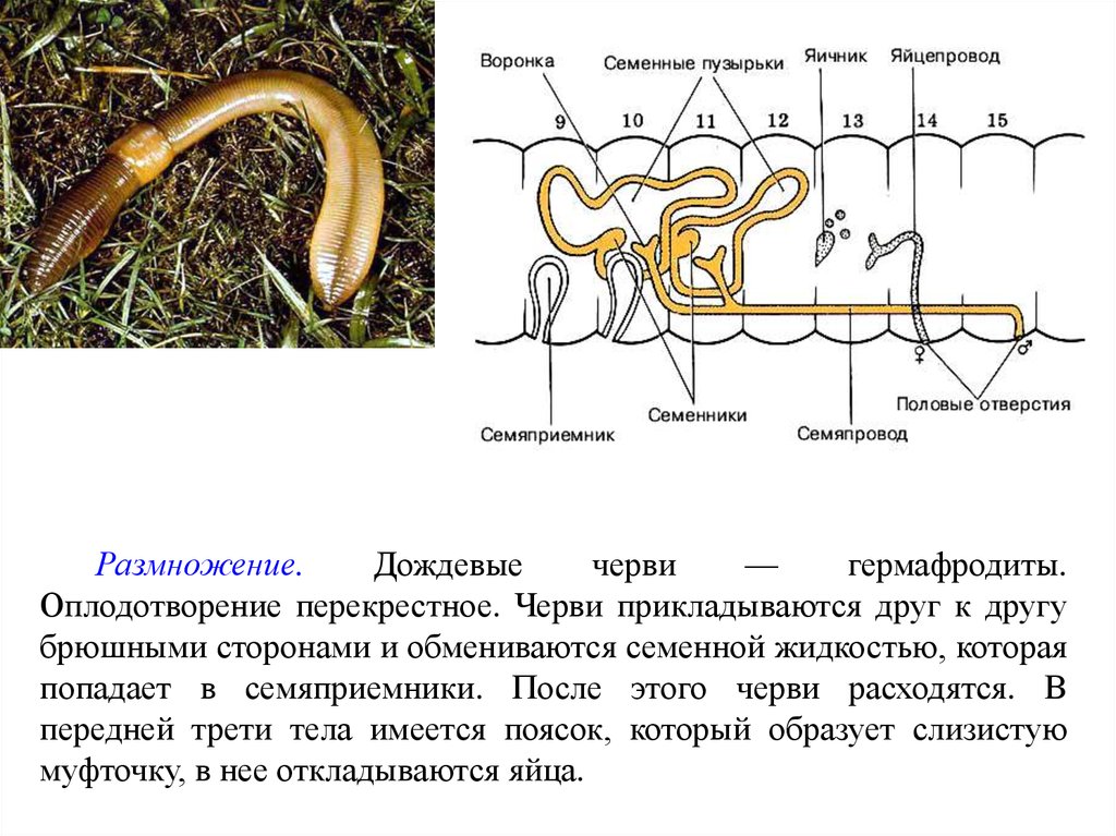 Обоеполые черви. Гермафродитизм дождевого червя. Дождевые черви гермафродиты. Размножение дождевого червя. Семяприемники у дождевого червя.