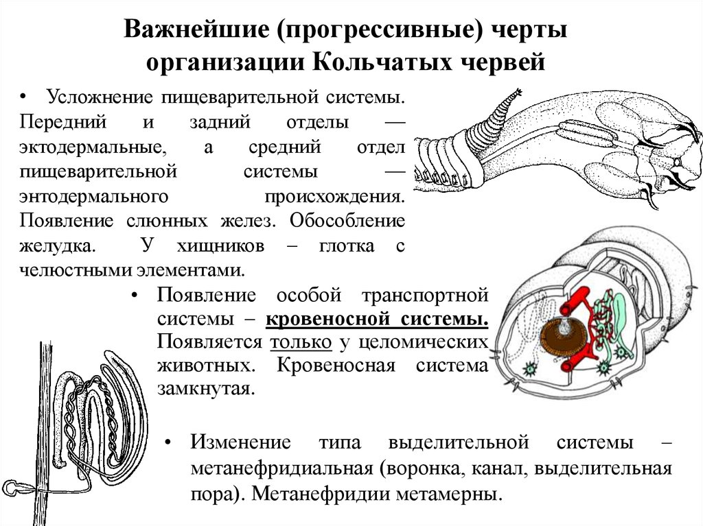 Усложнение червей. Усложнение пищеварительной системы. Передний средний и задний отделы пищеварительной системы. Прогрессивные черты организации кольчатых червей. Пищеварительная система кольчатых червей происхождение отделов.
