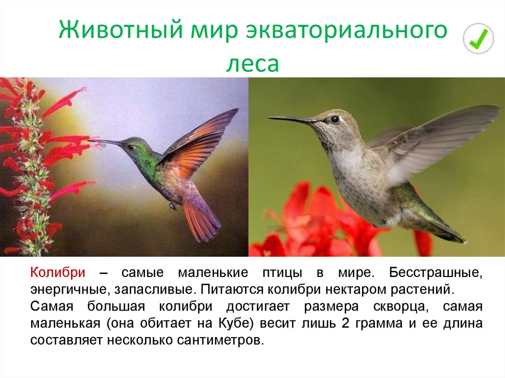 Колибри фото и описание. Информация о птице Колибри. Самая маленькая Колибри. Самая маленькая птица в мире Колибри.
