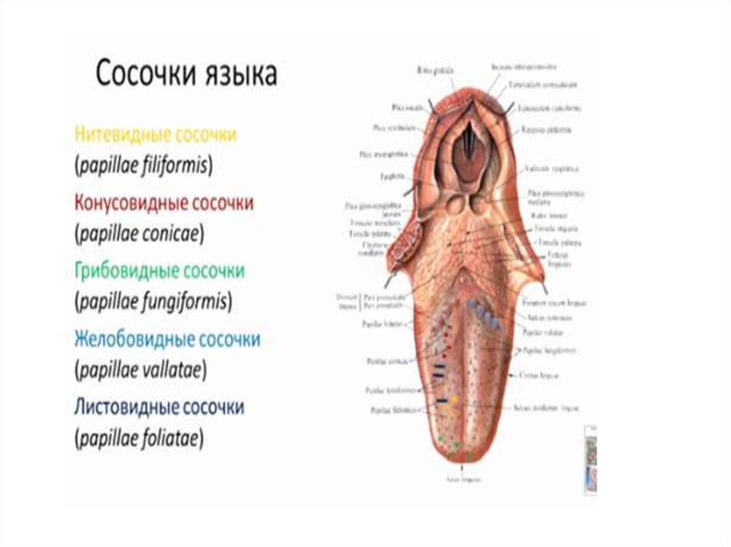 Строение языка человека рисунок