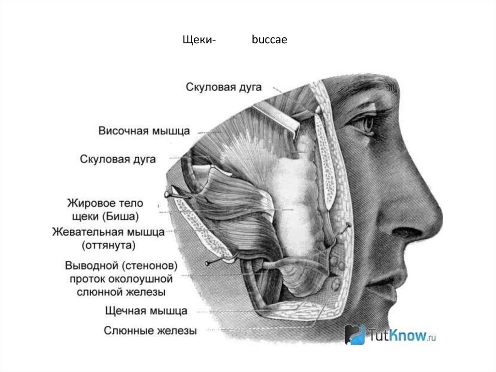 Мягкое тело щеки. Жировое тело щеки Биша анатомия. Жировое тело щеки Биша топографическая анатомия. Жировое тело щеки Биша отростки.