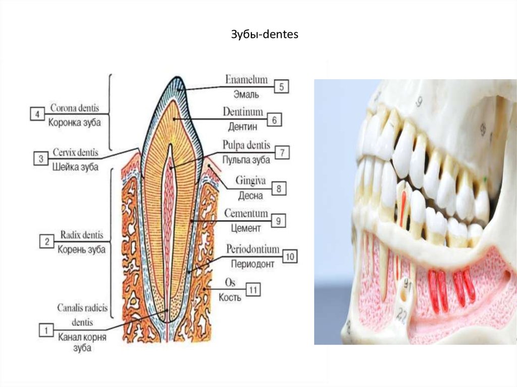 Коренной зуб в челюсти. Строение зубов человека с корнями.