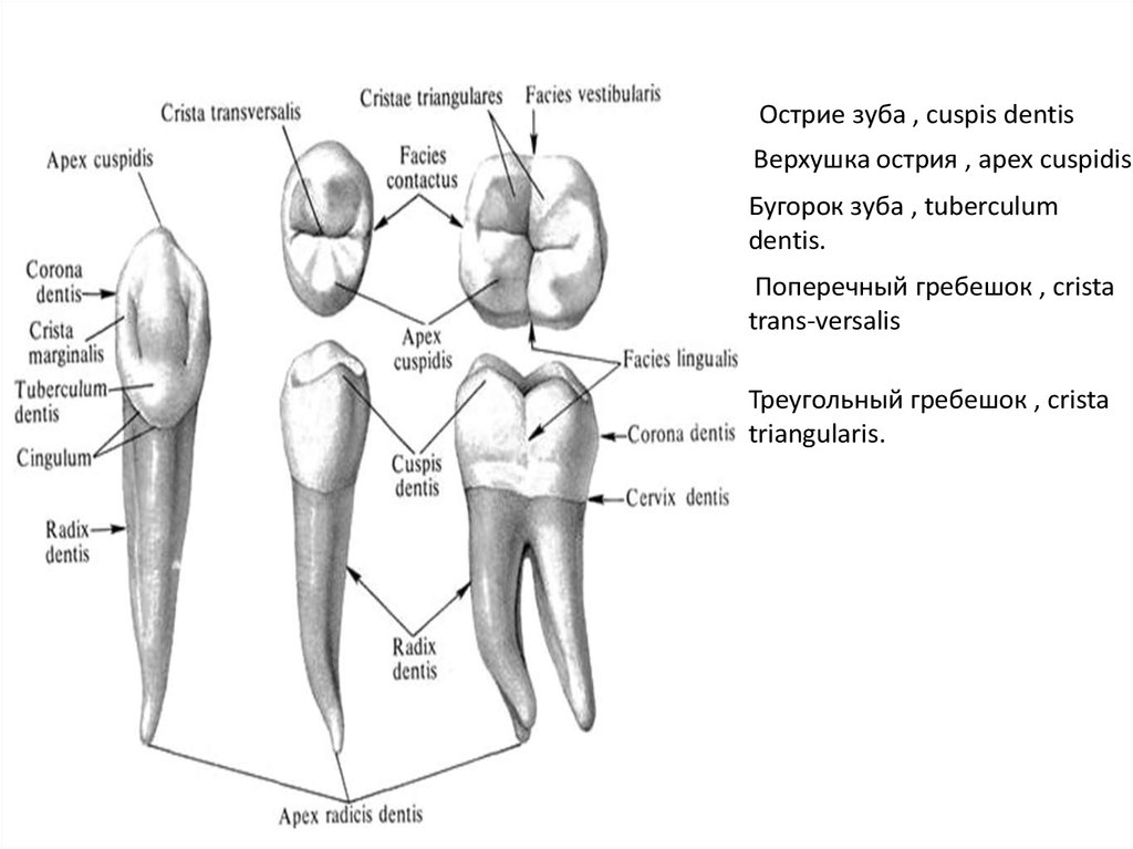 Facies medialis dentium incisivorum et caninorum