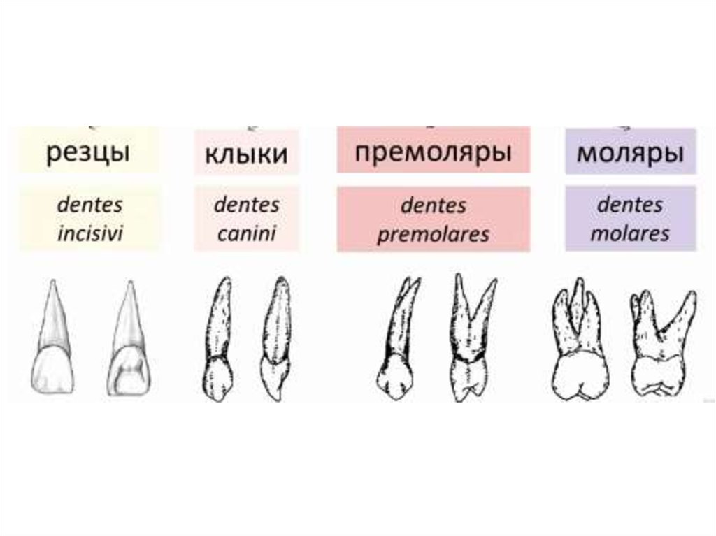 Резцы у детей схема