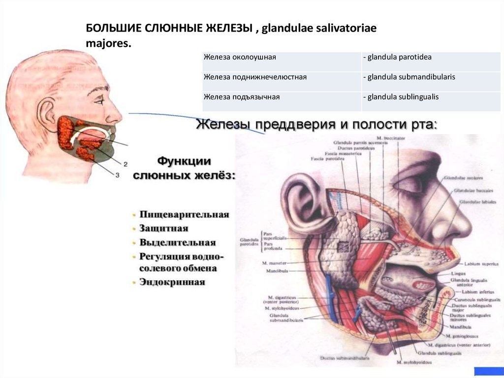 Строение околоушной железы. Строение и функции желез полости рта. Строение ротовой полости слюнные железы. Функции слюнных желез анатомия. Слюнные железы строение расположение функции.