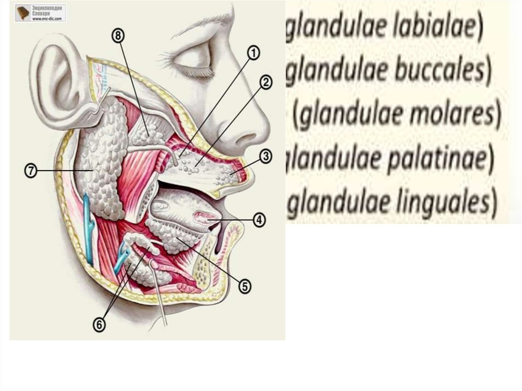 Glandula латынь