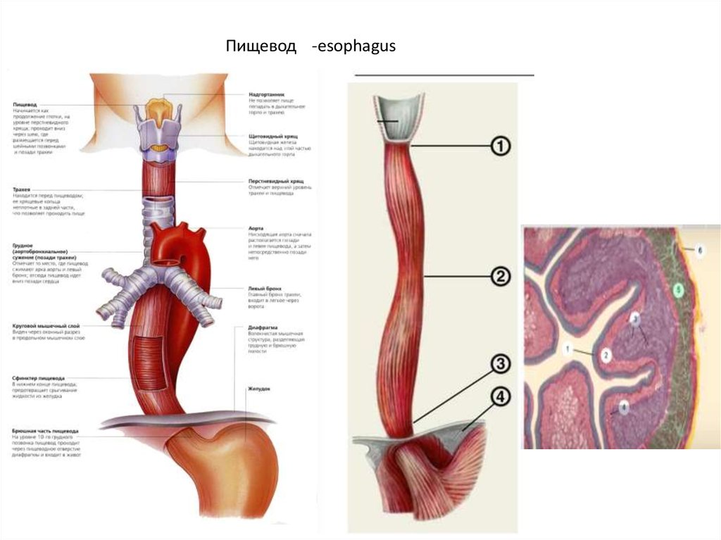 Пищевод относится к. Пищевод анатомия Неттер. Схема строения пищевода. Анатомия пищевода человека в картинках.