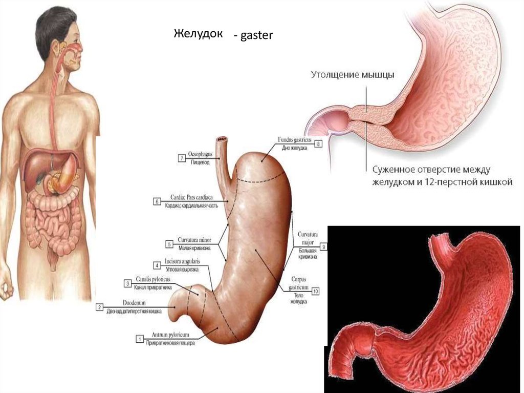Желудок анатомия человека. Форма желудка человека анатомия. Строение желудка человека. Строение желудка человека анатомия. Желудок человека фото с описанием.