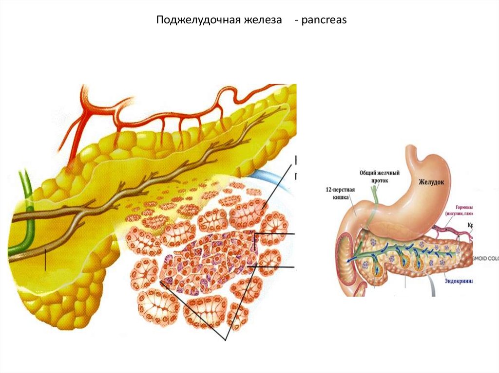 Поджелудочная железа рисунок анатомия