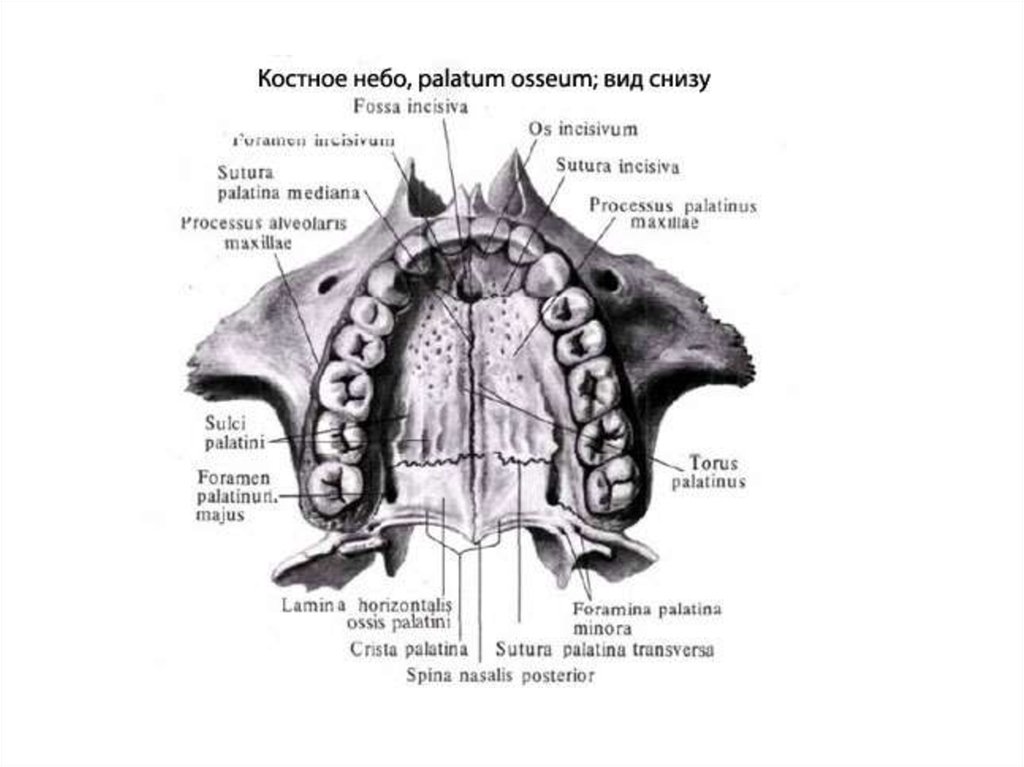 Верхняя стенка рта. Анатомия твердого неба верхней челюсти. Костное твердое небо образовано костями.