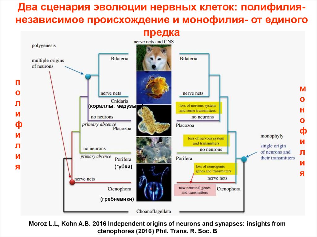 Схема полифилии вейденрейха