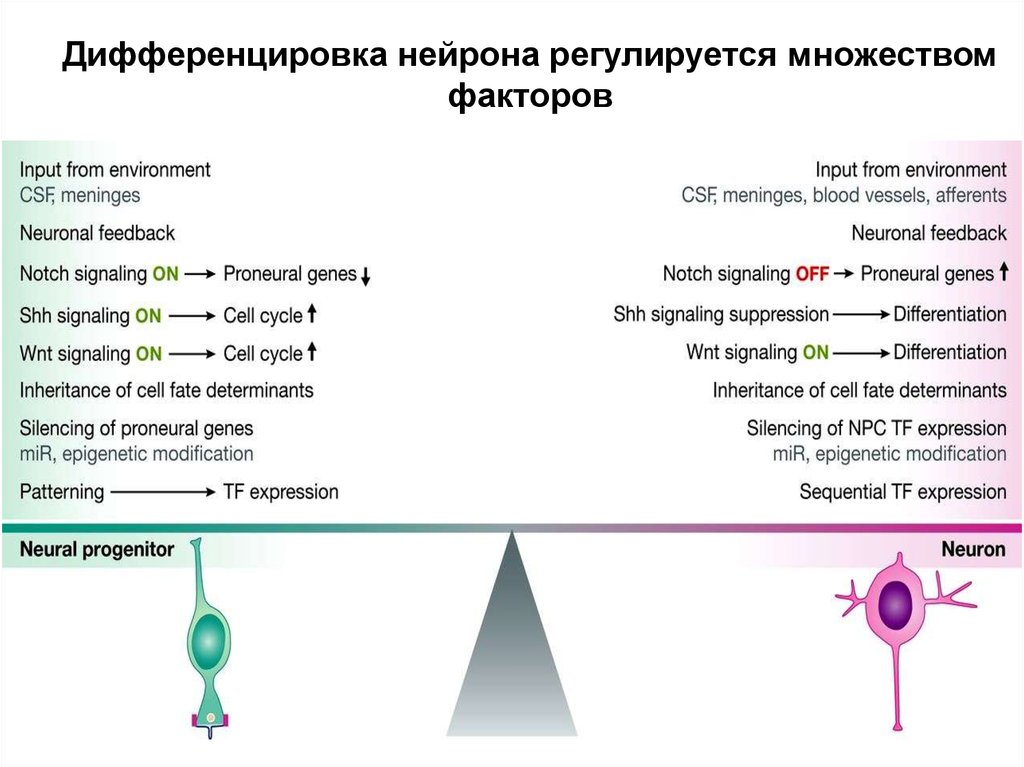 Дифференцировка это. Дифференцировка нейронов. Дифференцировка нервных клеток. Период дифференцировка нейрона. Дифференцировка нейронов схема.