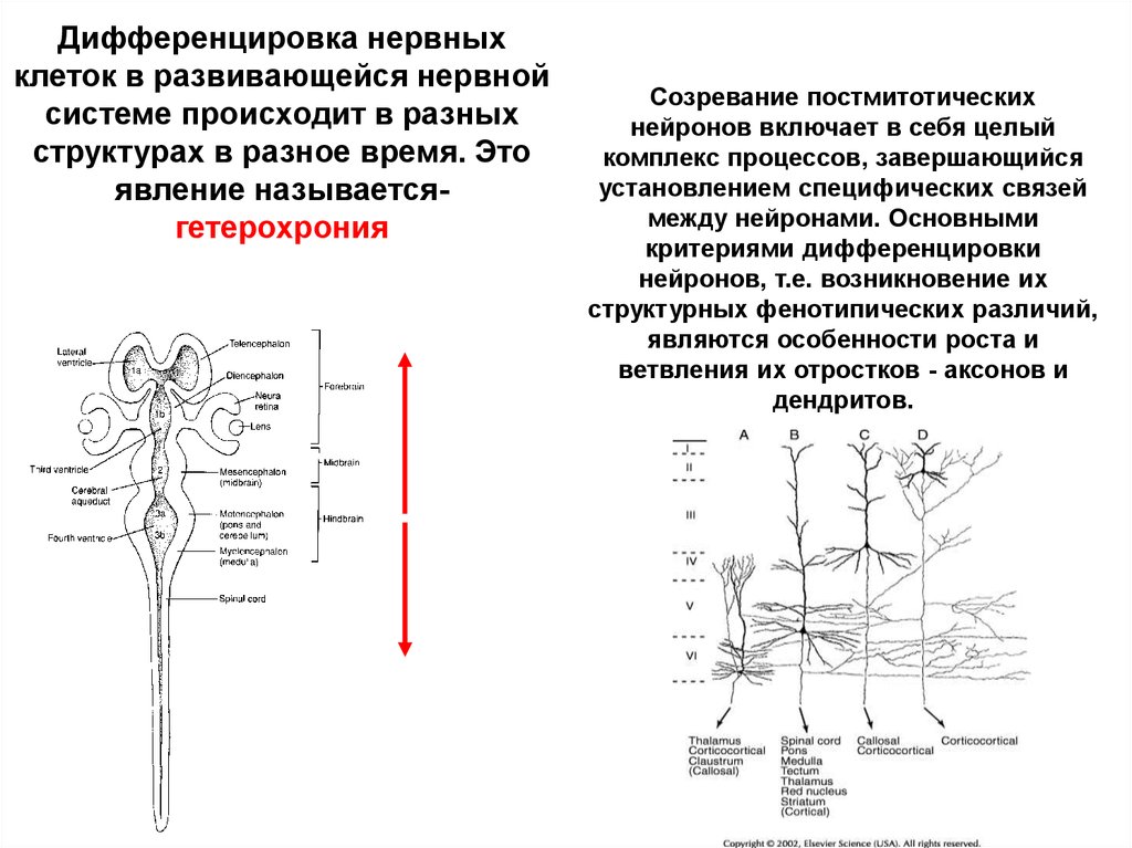 Процесс дифференцировки. Дифференцировка нейронов схема. Дифференцировка нервных клеток. Этапы дифференцировки нейронов. Созревание нервной системы.