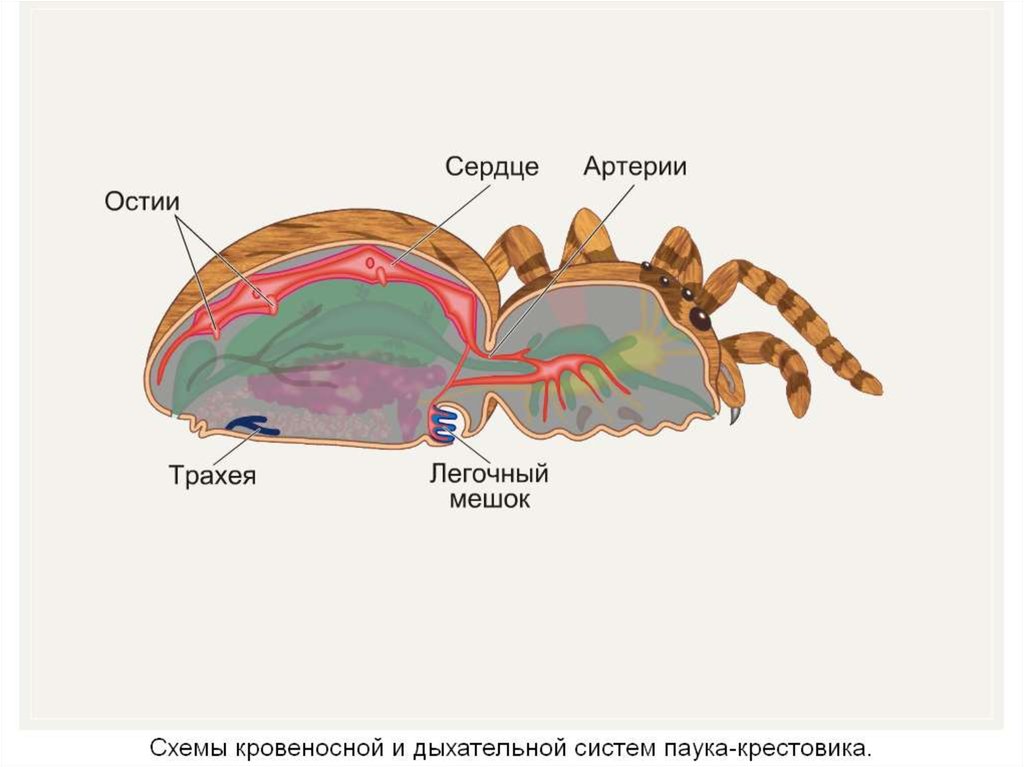 Дыхательная система паукообразных