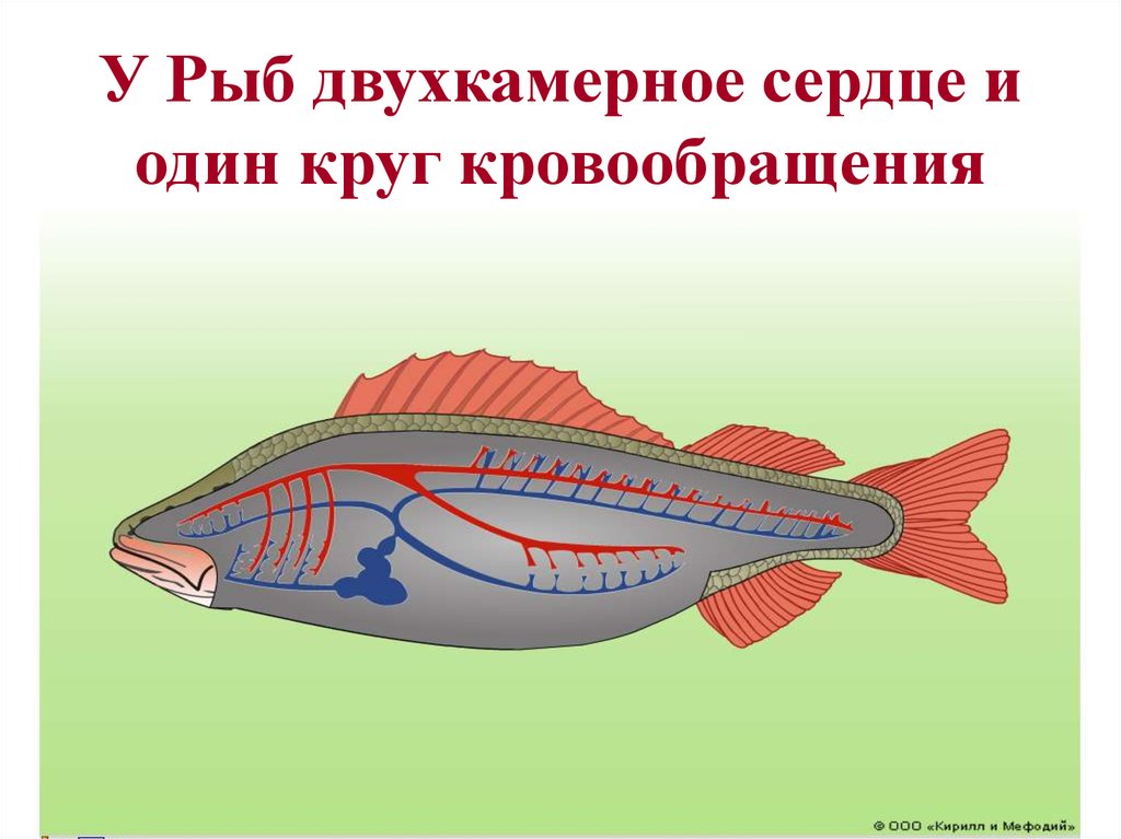 Какое сердце имеет рыбы. Кровеносная система рыб. Сердце рыбы. Строение сердца рыбы. Кровеносная система рыб схема.