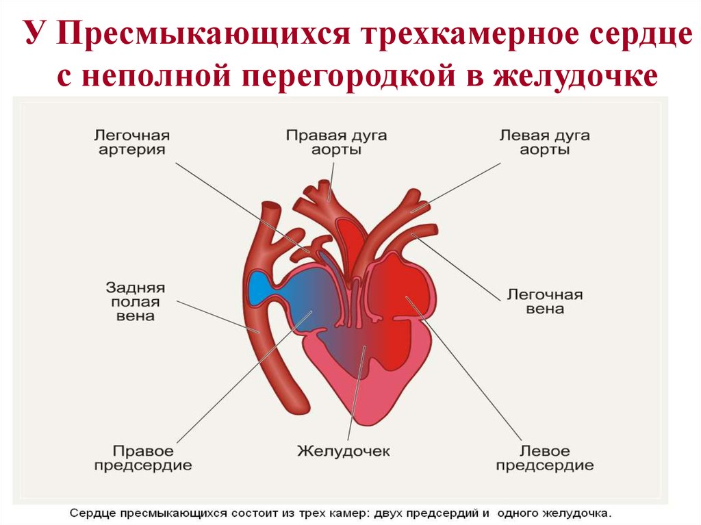 У ящерицы трехкамерное сердце. Сердце у пресмыкающихся трехкамерное с неполной перегородкой. Сердце пресмыкающихся трехкамерное, с перегородкой в желудочке *. Трехкамерное сердце с неполной перегородкой. У лягушки трехкамерное сердце с неполной перегородкой.