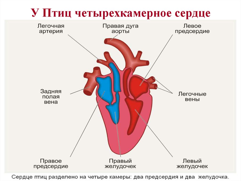 Правое предсердие аорта левый желудочек легкие левое. Четырехкамерное сердце птицы строение. Схема строения сердца и кровеносной системы птиц. Строение сердца и кровеносной системы птиц. Кровеносная система птиц схема сердце.