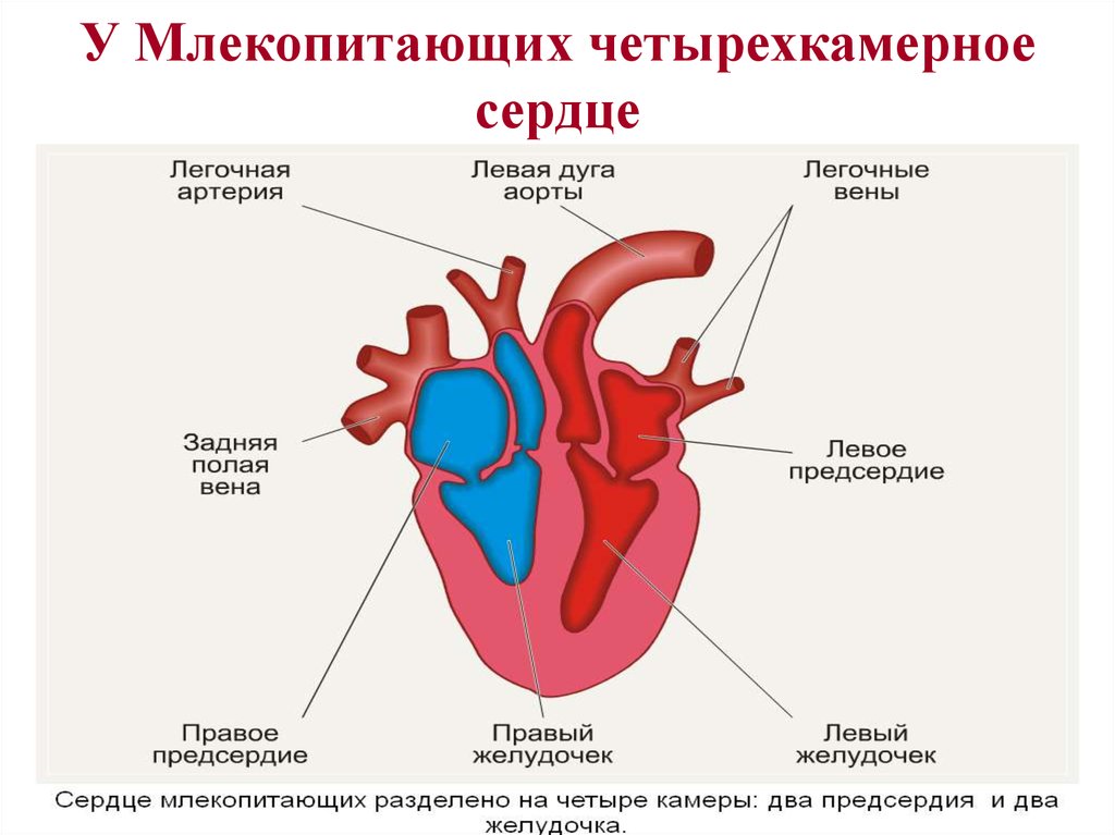 Какая кровь в легких у млекопитающих. Строение сердца млекопитающих животных. Схема строения сердца млекопитающих. Строение сердца схема четырехкамерное. Схема строения сердца 3 класс.