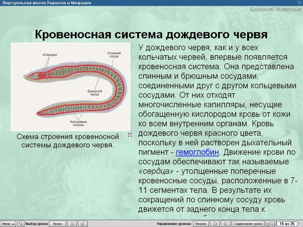 Кольцевые сосуды дождевого червя. Кровеносная система червей. Кровеносная система дождевого. Кровеносная система червя. Кровеносная система кольчатых червей.