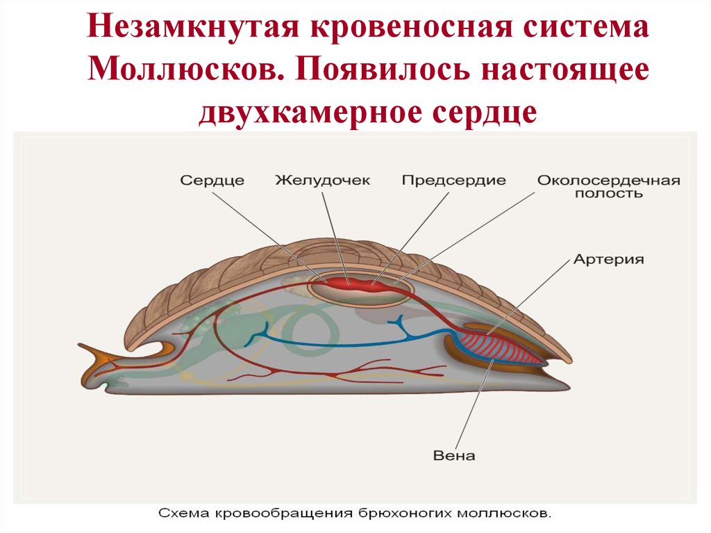 У каких животных незамкнутая. Кровеносная система система брюхоногих моллюсков. Кровеносная система моллюсков 7 класс биология. Схема кровеносной системы брюхоногих моллюсков. Строение кровеносной системы моллюсков.