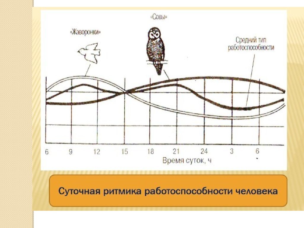 Типы биоритмов схема