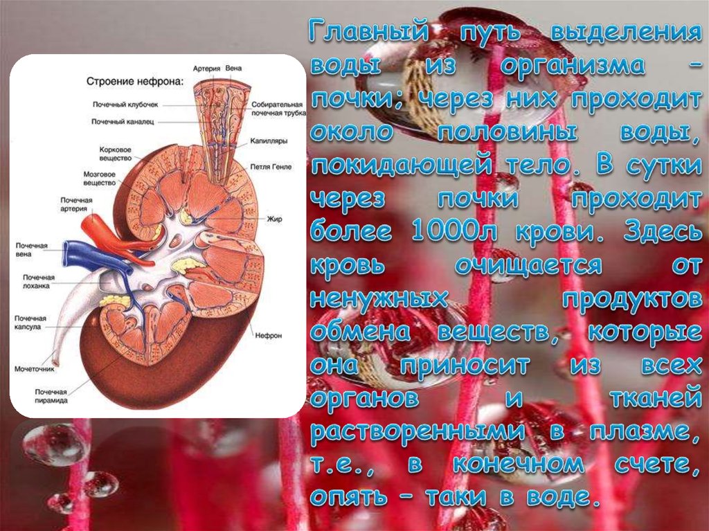 Вода проходит. Путь воды в организме. Выделение воды из организма человека. Путь жидкости по организму. Как вода проходит по организму человека схема.