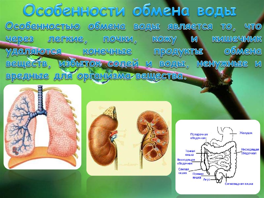 Легких почек. Водообмен в организме человека. Особенности обмена воды. Водный обмен анатомия.