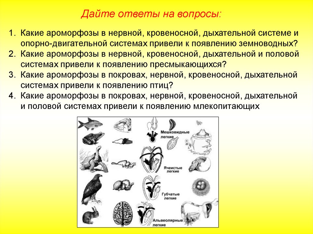 Примеры ароморфоза у птиц. Ароморфозы животных. Ароморфозы дыхательной системы позвоночных. Ароморфозы позвоночных животных. Ароморфозы хордовых млекопитающих.