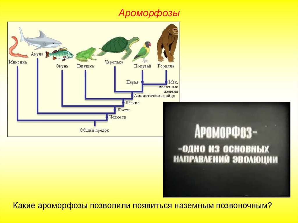 Направление эволюционного развития. Механизмы эволюционного процесса. Механизмы эволюционного процесса по Дарвину. Механизмы эволюции схема. Эволюция эволюционных механизмов.