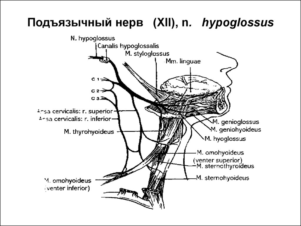 Нисходящий нерв. Подъязычный нерв нерв схема. XII пара. Подъязычный нерв (n. hypoglossus). XII пара - подъязычный нерв. Подъязычный нерв анатомия схема.