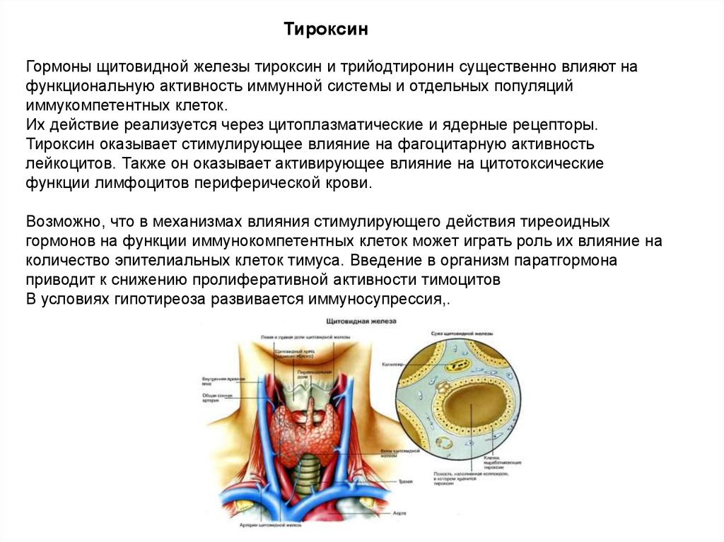 Влияние железа на щитовидную железу. Щитовидная железа тироксин. Гормоны щитовидной железы тироксин и трийодтиронин. Влияние тироксина. Гормоны щитовидной железы воздействуют.