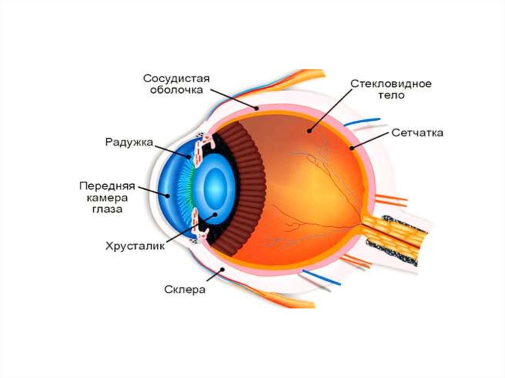 Рисунок по биологии 8 класс строение глаза