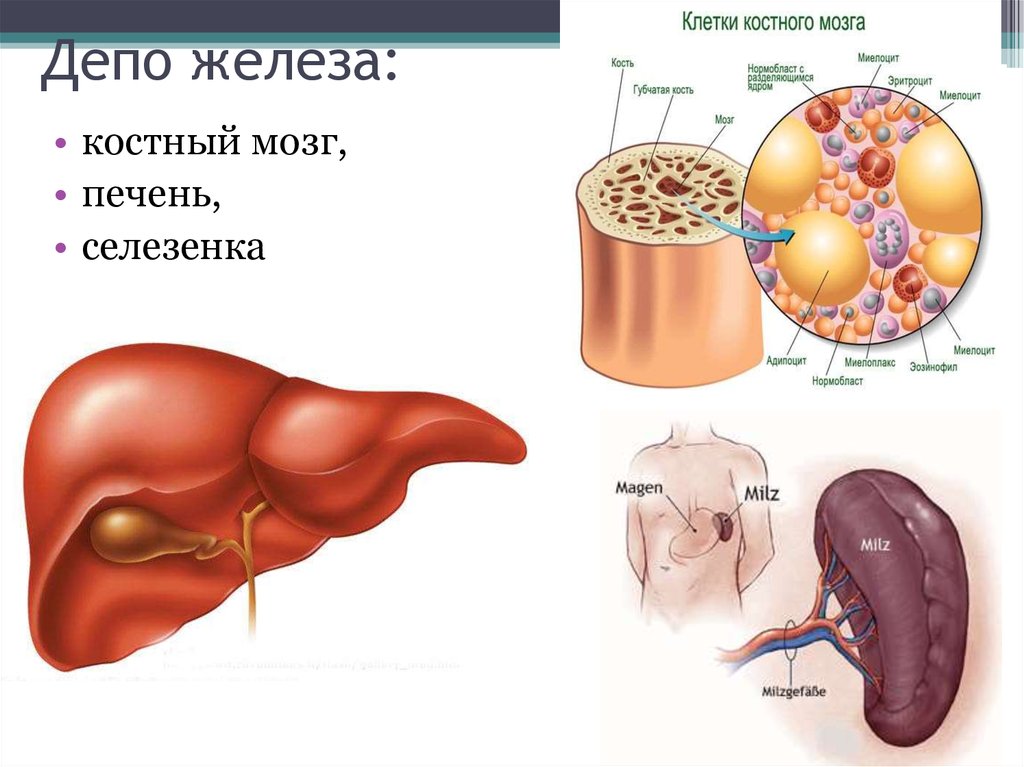 Печень и железо в крови. Селезенка депо эритроцитов. Костный мозг селезенка. Костный мозг, печень, селезенка.