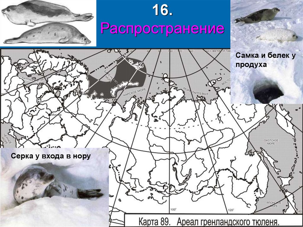 Полярный 17 карта. Ареал распространения морских котиков. Ареал обитания тюленей в России. Ареал обитания Каспийской нерпы. Ареал обитания гренландского тюленя.