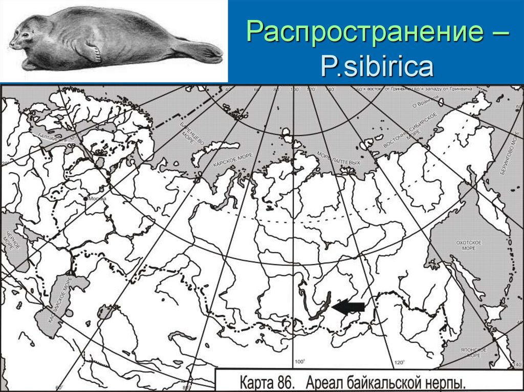 Ареал распространения. Ареал тюленей. Амурский лемминг ареал. Кольчатая Нерпа ареал обитания. Ареал речного бобра в России.