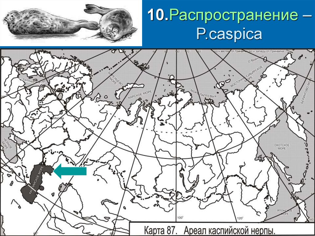 Ареал распространения. Ареал обитания Каспийского тюленя. Каспийский тюлень ареал. Северный морской котик ареал обитания. Ареал обитания тюленей в России.