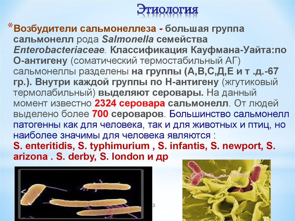 Сальмонеллез мкб. Сальмонелла enterica. Кишечная инфекция сальмонелла. Сальмонелла брюшного тифа бактерия. Сальмонеллез классификация возбудителя.