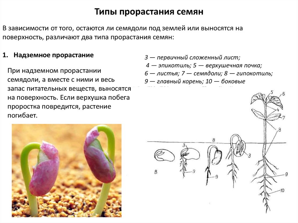 Укажи порядок рисунков при прорастании семени фасоли