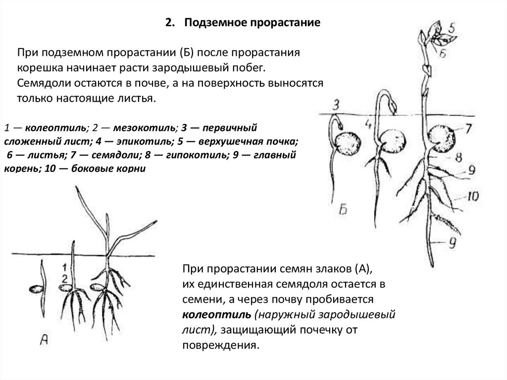 Обозначь на каком фото изображен подземный способ прорастания семян