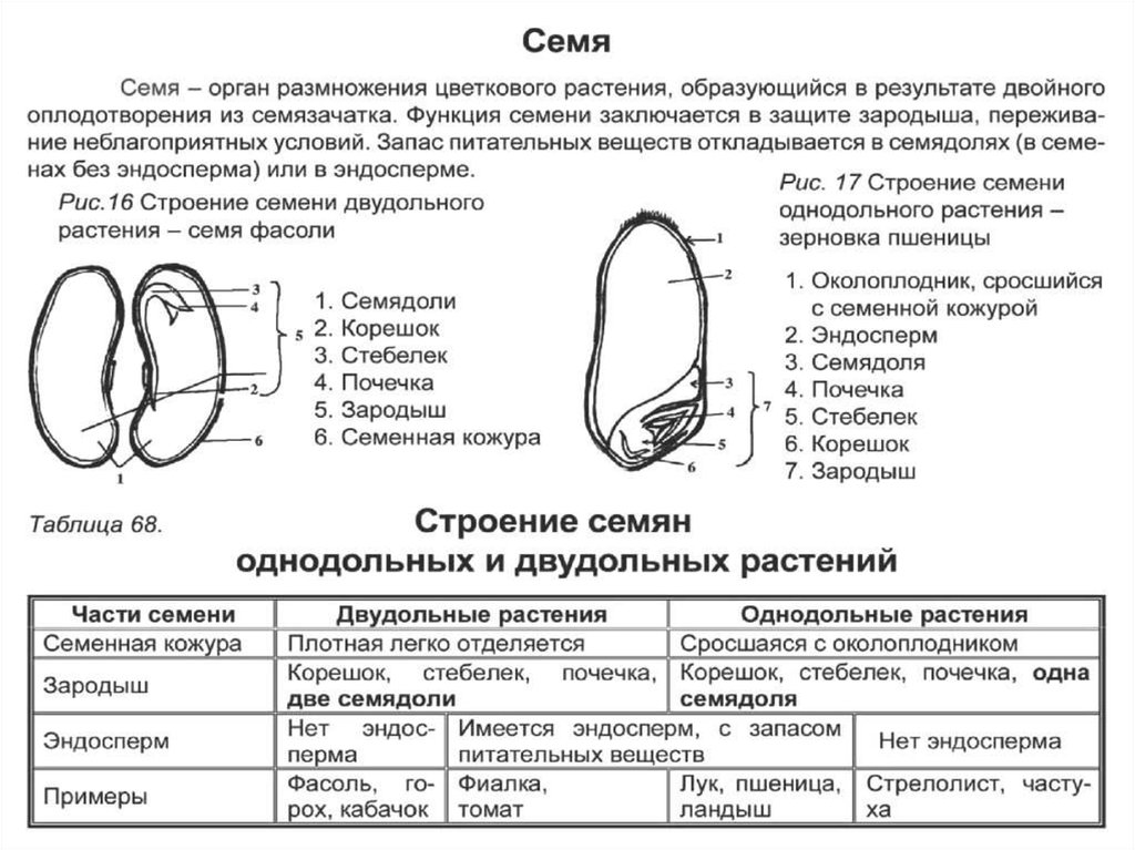 Лабораторная работа однодольные растения. Строение семени однодольных и двудольных. Строение однодольного семени и двудольного семени. Строение однодольного семени фасоли. Семена однодольных и двудольных растений.