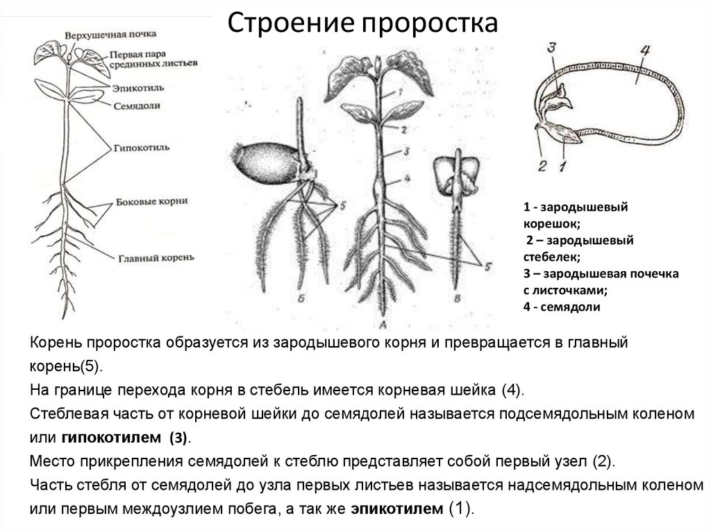 Строение корня фасоли