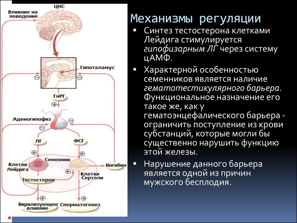 Гипоталамус гормон роста биосинтез белка рост организма схема